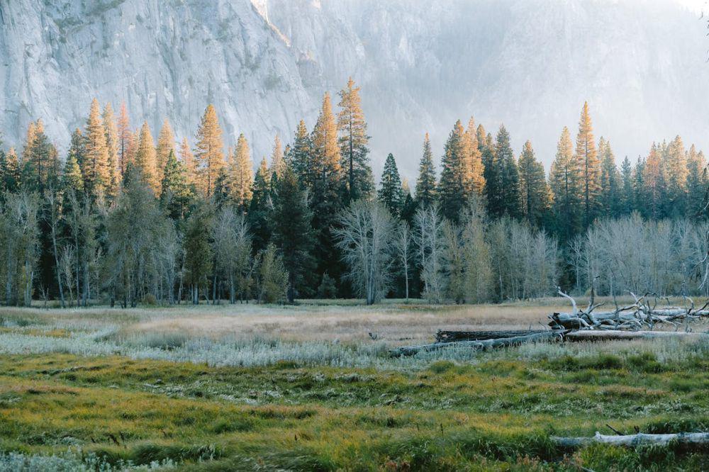 8 Jenis Hutan di Dunia, Ada yang di Ketinggian 4.000 Meter