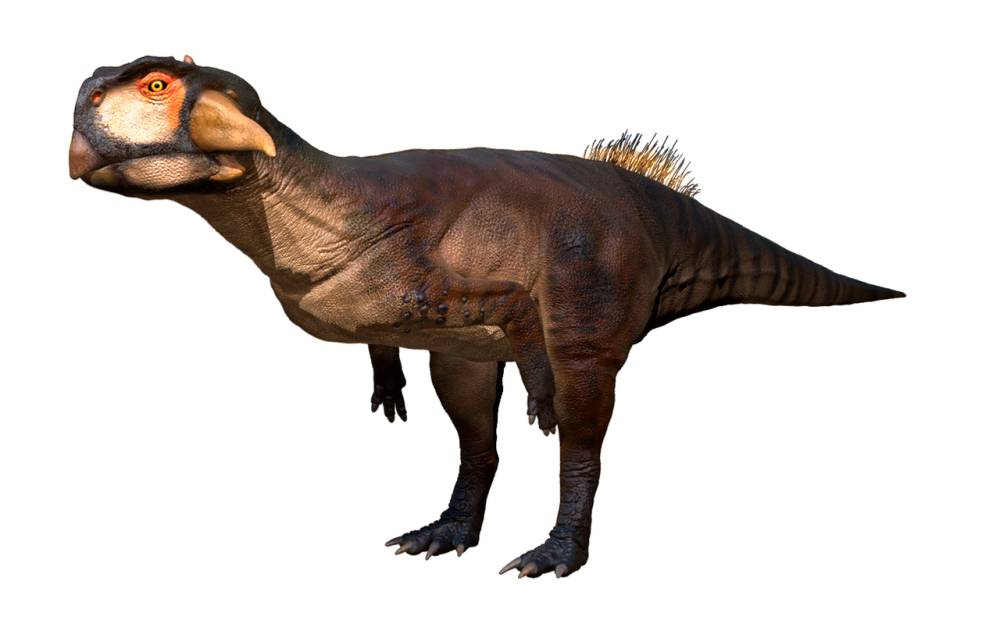 Ilustrasi Psittacosaurus (en.m.wikipedia.org/Petr Menshikov)