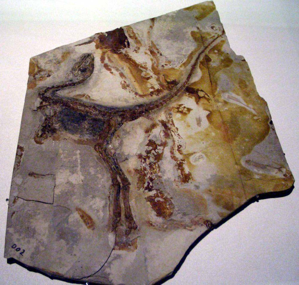 Fosil Sinosauropteryx (commons.wikimedia.org/Laikayiu)