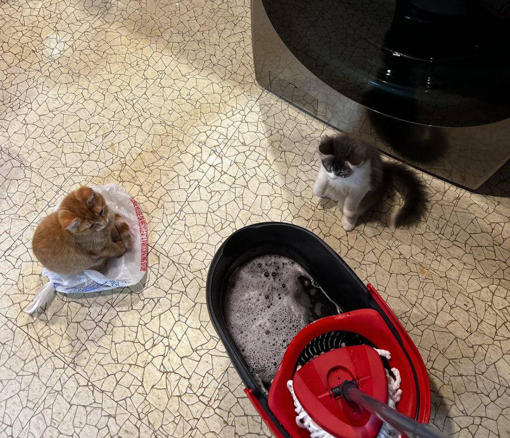 potret tingkah lucu kucing saat ngepel (reddit.com/user/LaDyG29)