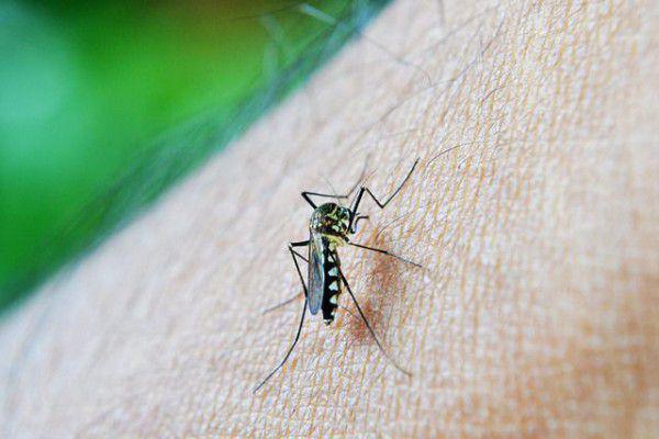 Gegara El Nino, Kasus Demam Berdarah Dengue di DIY Meningkat Dua Kali