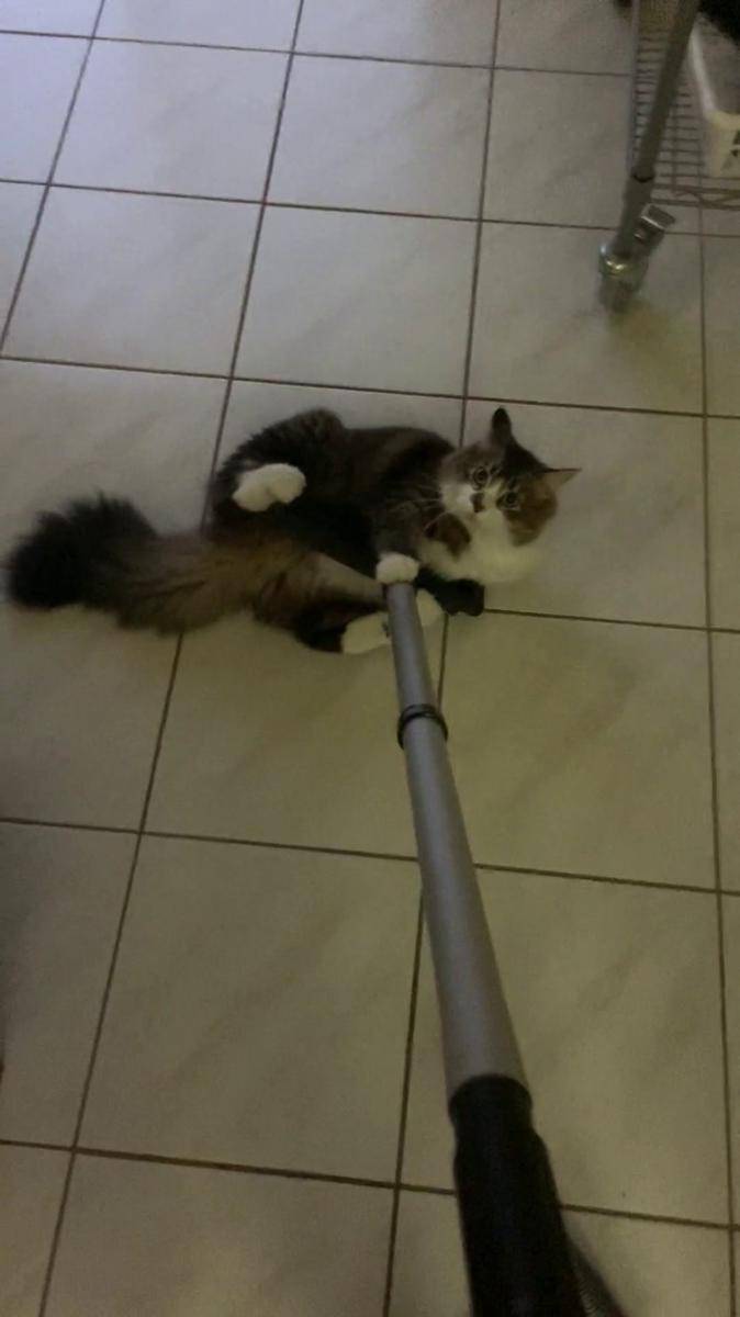 potret tingkah lucu kucing saat ngepel (reddit.com/user/sy_shyen)