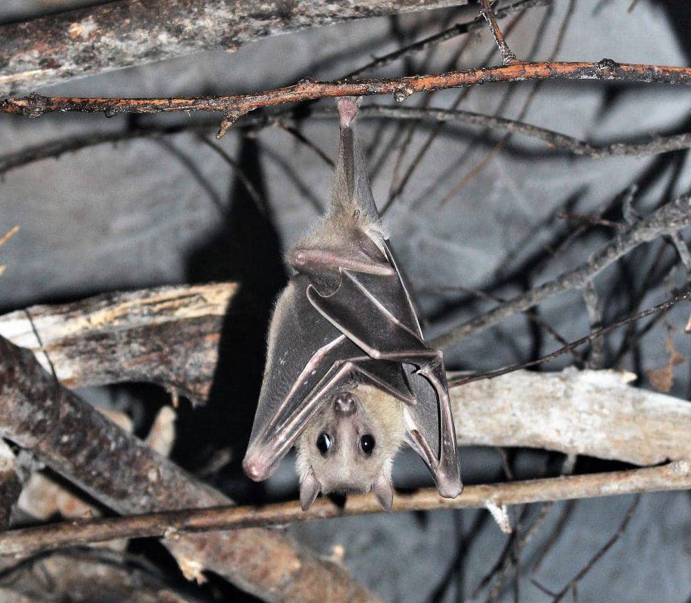 Kelelawar buah mesir (commons.m.wikimedia.org/Emoke Denes)