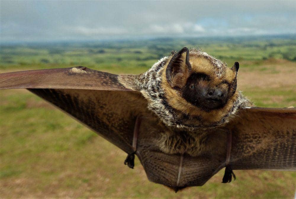 6 Fakta Hoary Bat, Pemakan Serangga yang Migrasinya Jauh