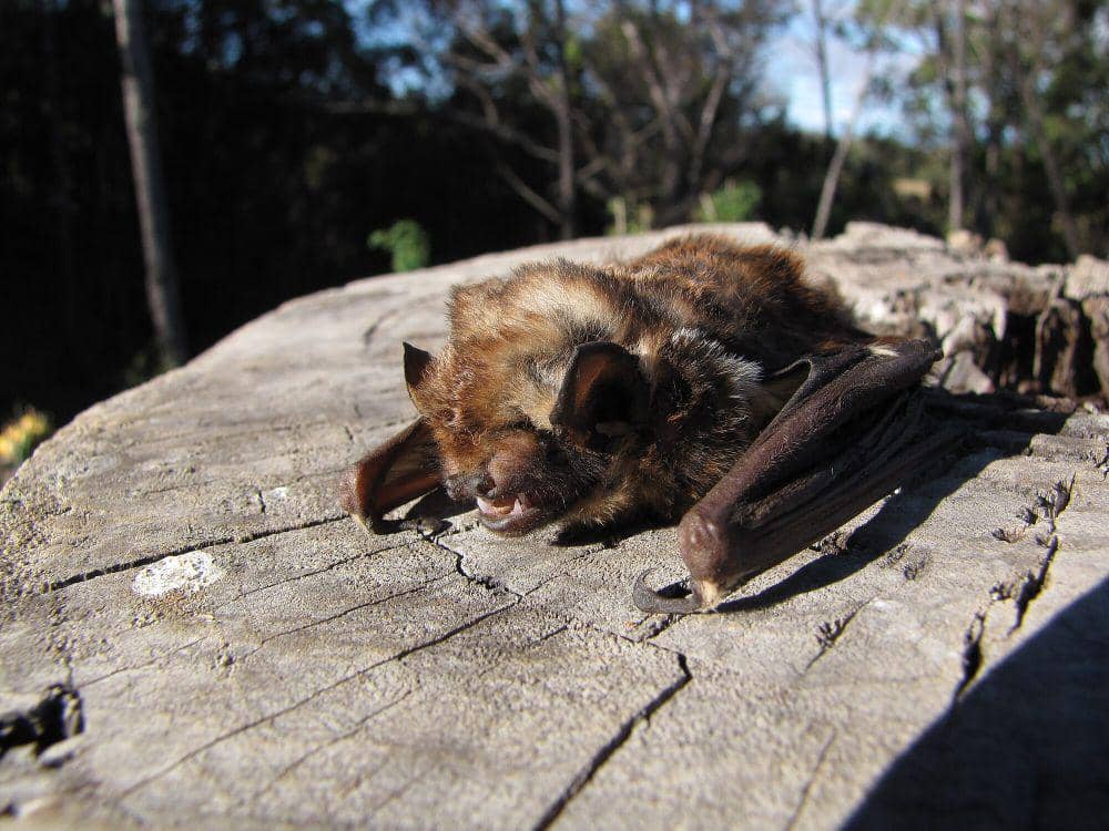 Hoary bat (commons.m.wikimedia.org/Forest and Kim Starr)