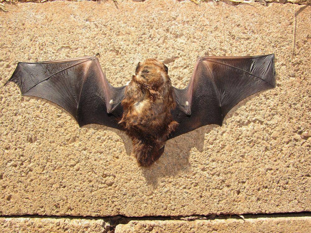 Hoary bat (commons.m.wikimedia.org/Forest and Kim Starr)