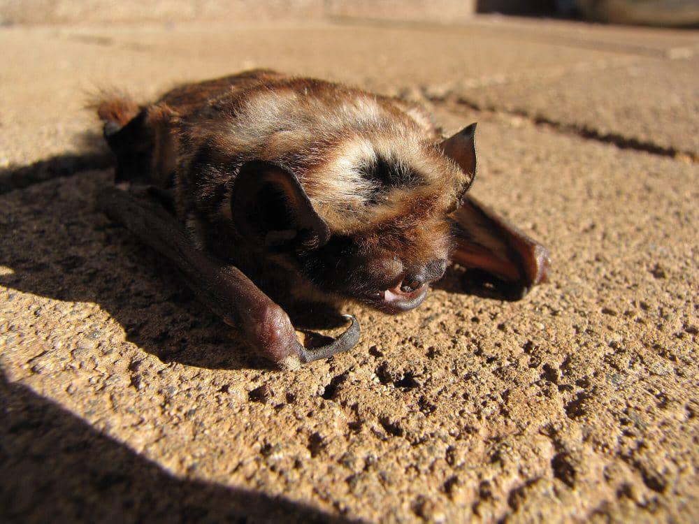 Hoary bat (commons.m.wikimedia.org/Forest and Kim Starr)