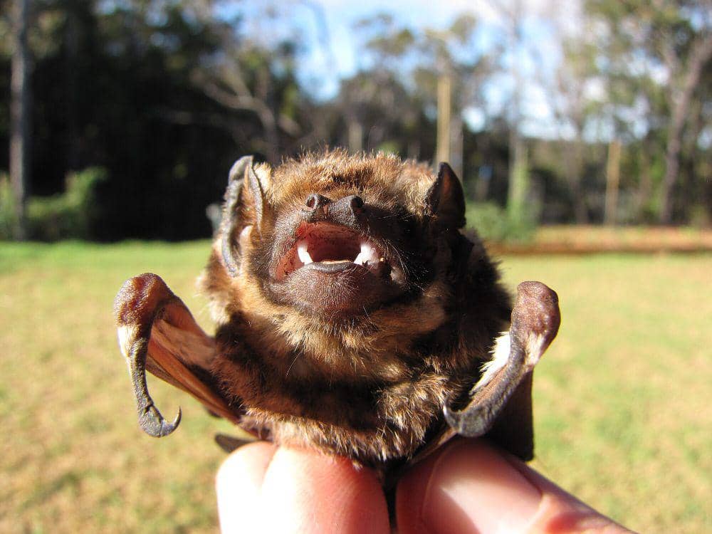 Hoary bat (commons.m.wikimedia.org/Forest and Kim Starr)