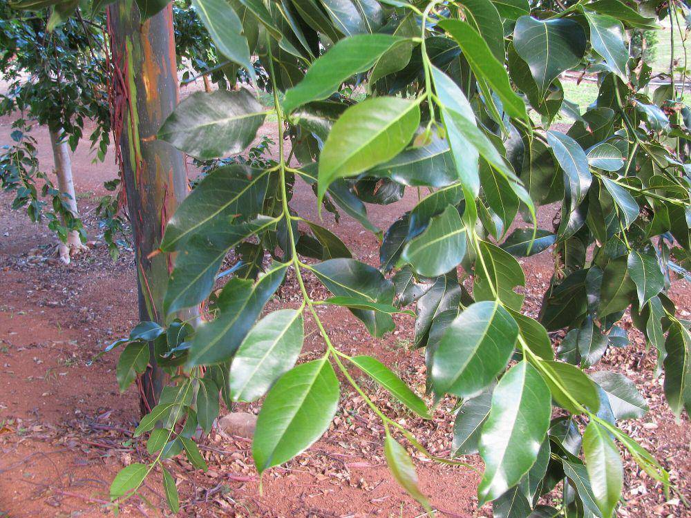 Leda (commons.m.wikimedia.org/Forest and Kim Starr)