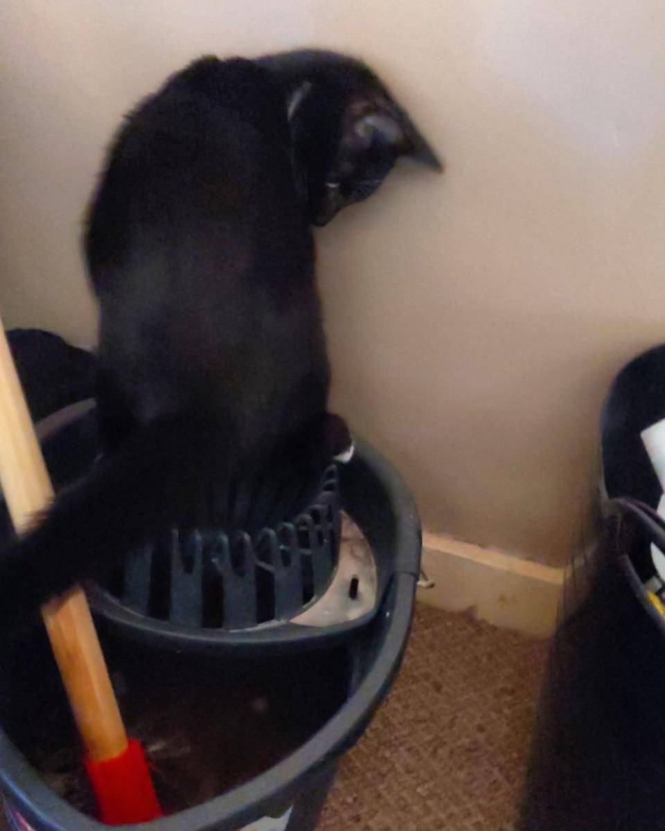 potret tingkah lucu kucing saat ngepel (reddit.com/r/cats)