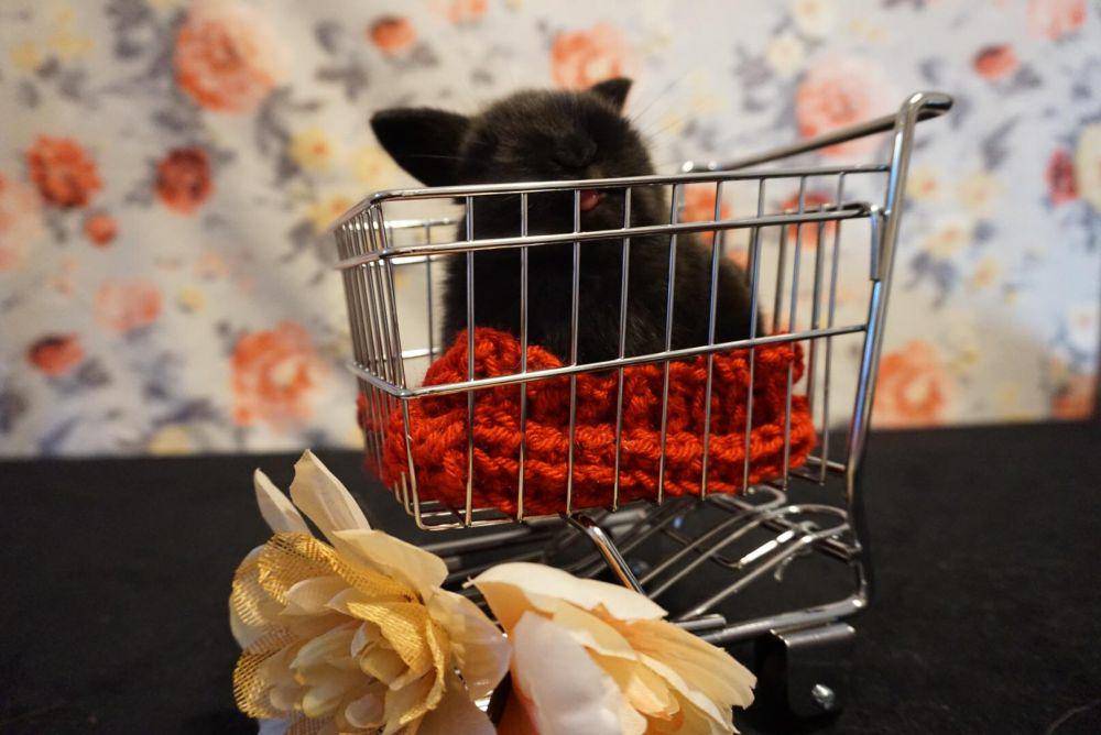 foto lucu kelinci dengan keranjang belanja (reddit.com/user/vixieflower)