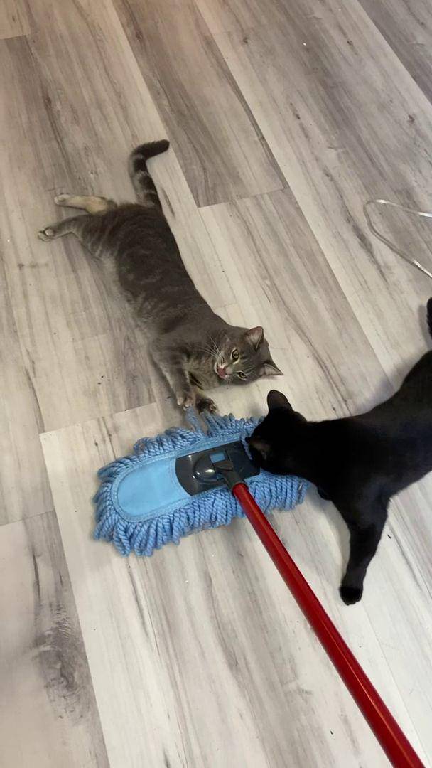 potret tingkah lucu kucing saat ngepel (reddit.com/user/Dull-Ad3672)