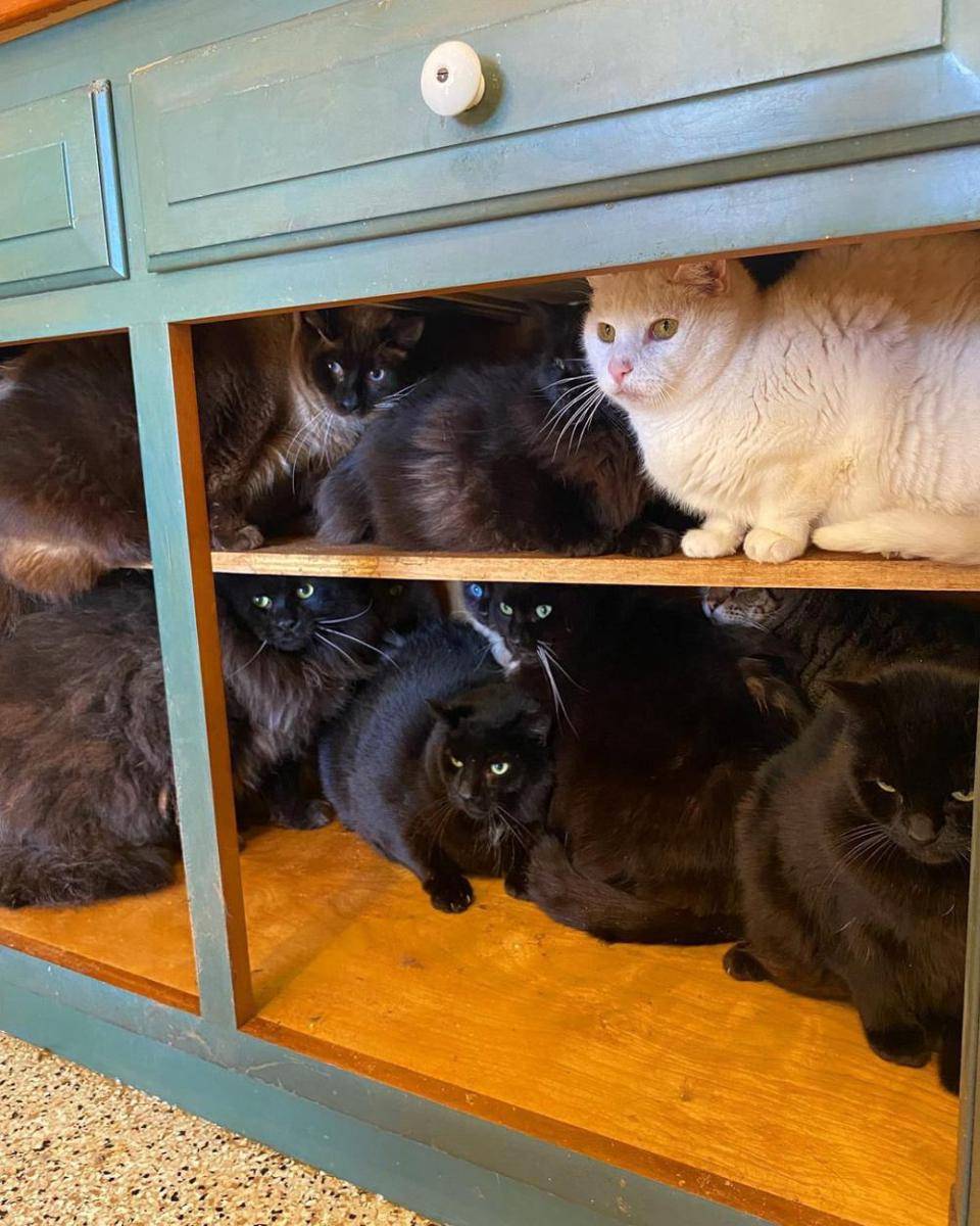 potret tingkah lucu kucing saat ngepel (reddit.com/user/puddleofdogpiss)