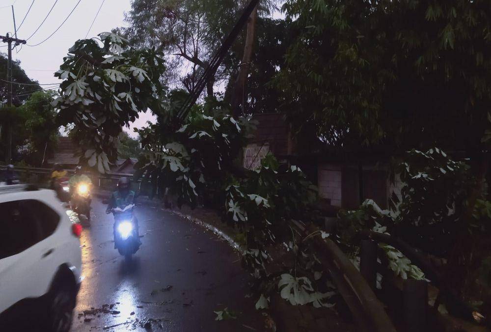 Pohon tumbang yang terjadi di Jalan Raya Juanda, Depok, akibat hujan dan angin kencang. (Istimewa)