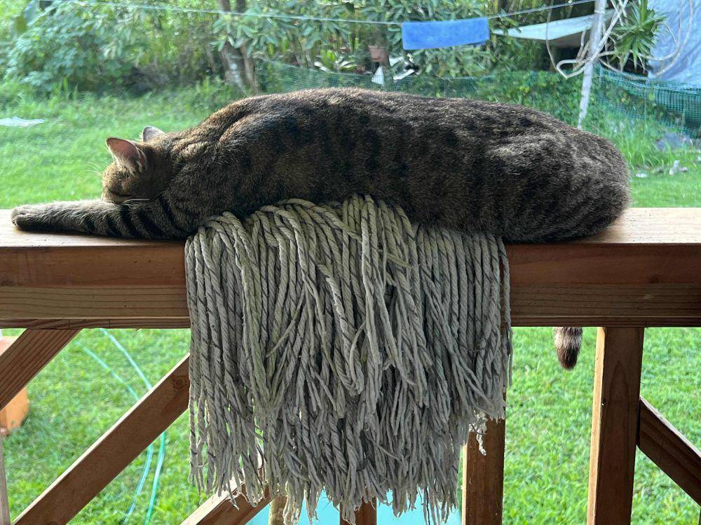 potret tingkah lucu kucing saat ngepel (reddit.com/user/reddagger)