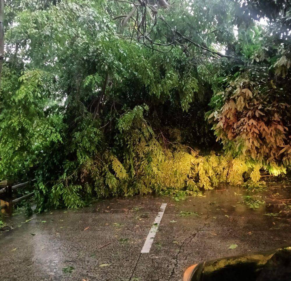 Pohon tumbang yang menutup akses Jalan Raya Tanah Baru, Beji, Depok. (Istimewa)