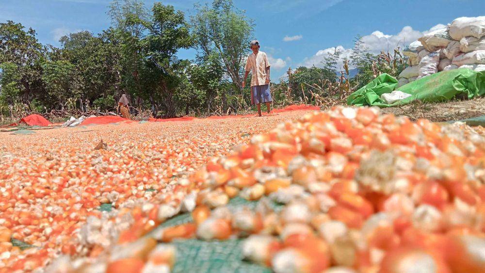 Foto petani di Desa Punti Kecamatan Soromandi Kabupaten Bima saat jemur jagung (IDN Times/Juliadin)