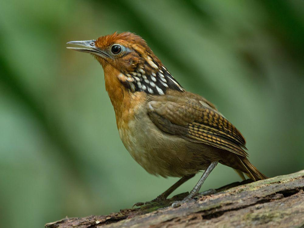 6 Fakta Unik Musician Wren, Burung Gelatik yang Bersuara Merdu