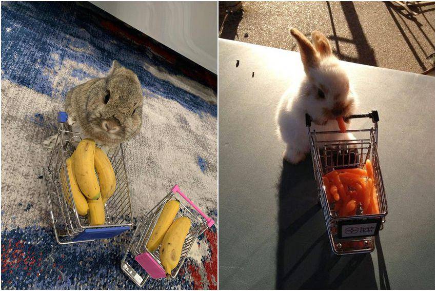 kolase foto lucu kelinci dengan keranjang belanja (reddit.com/user/damiana8 | reddit.com/r/Rabbits)