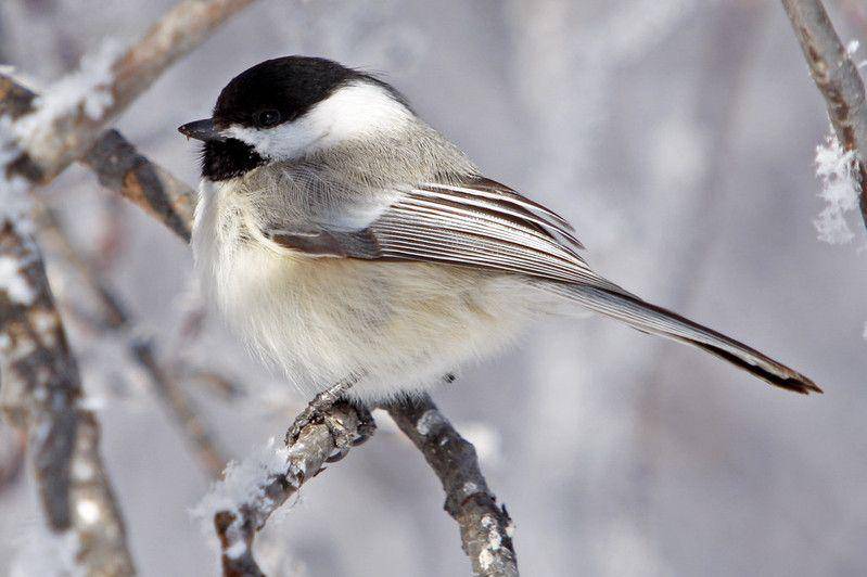 Ilustrasi burung chickadee bertudung hitam saat musim dingin tiba (flickr.com/USFWS Mountain Prairie)