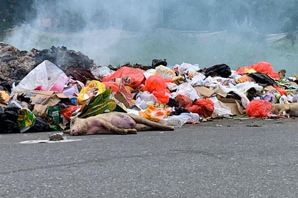 Warga Mimika Keluhkan Bangkai Babi yang Dibuang di TPS