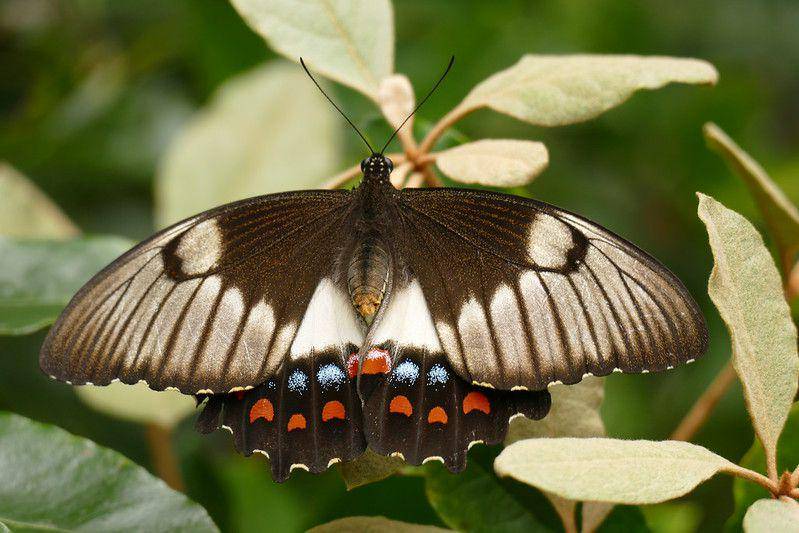 australian swallowtail (flickr.com/Stephen Barrell)
