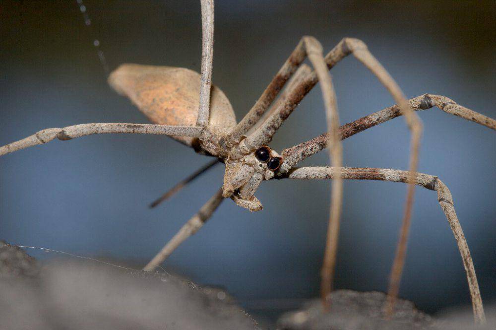ogre spider (flickr.com/Jurgen Otto)