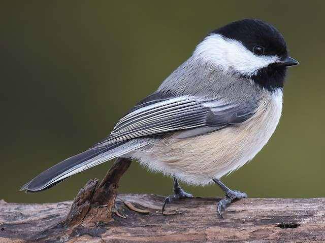 Ilustrasi burung chickadee bertudung hitam (ebird.org/Scott Martin)