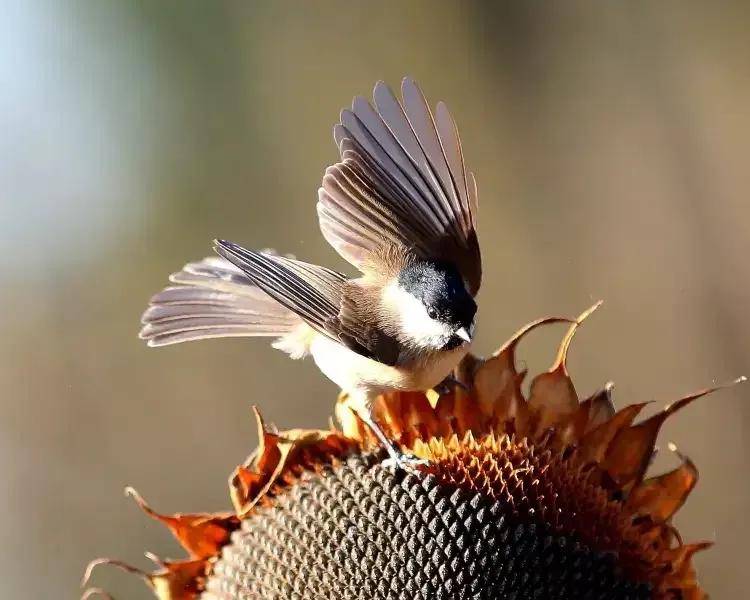 Ilustrasi burung chickadee bertudung hitam mencari makanan biji-bijian (animalia.bio)