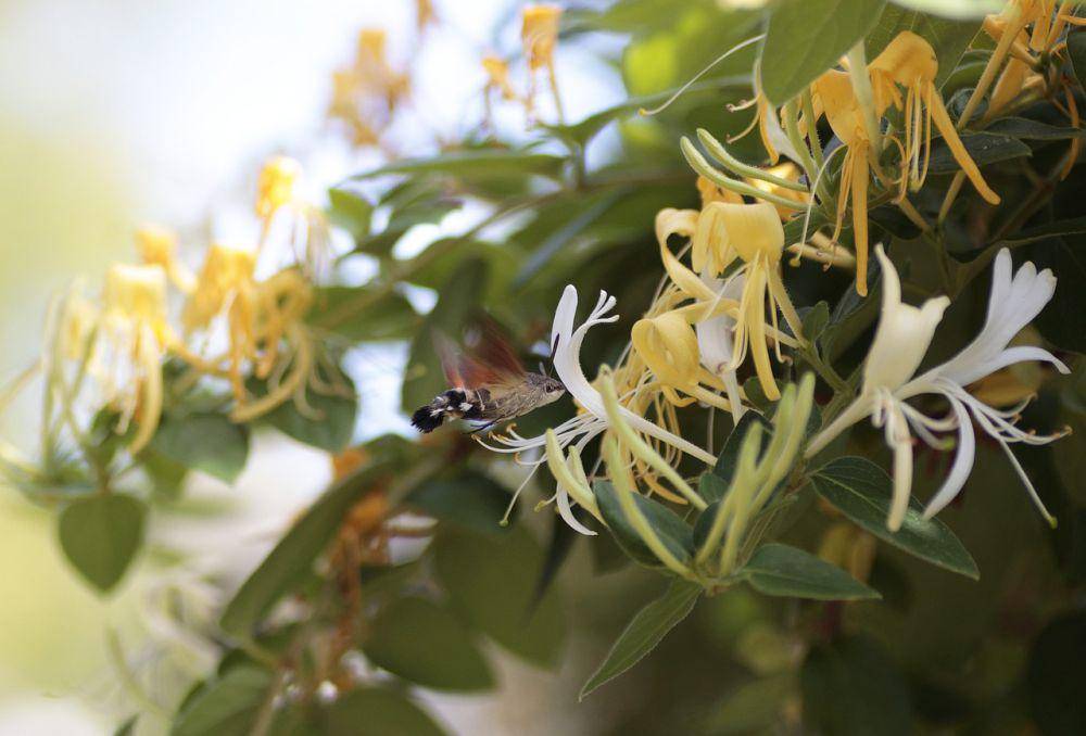 tanaman dan bunga Honeysuckle jepang (pixabay.com/Dieter444)