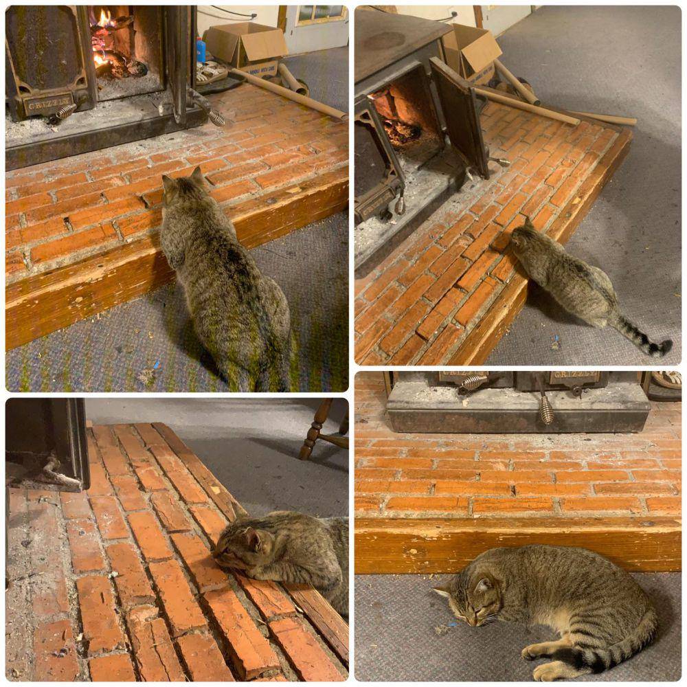 potret kucing berada di dekat api (reddit.com/user/Karanabluedolphin)