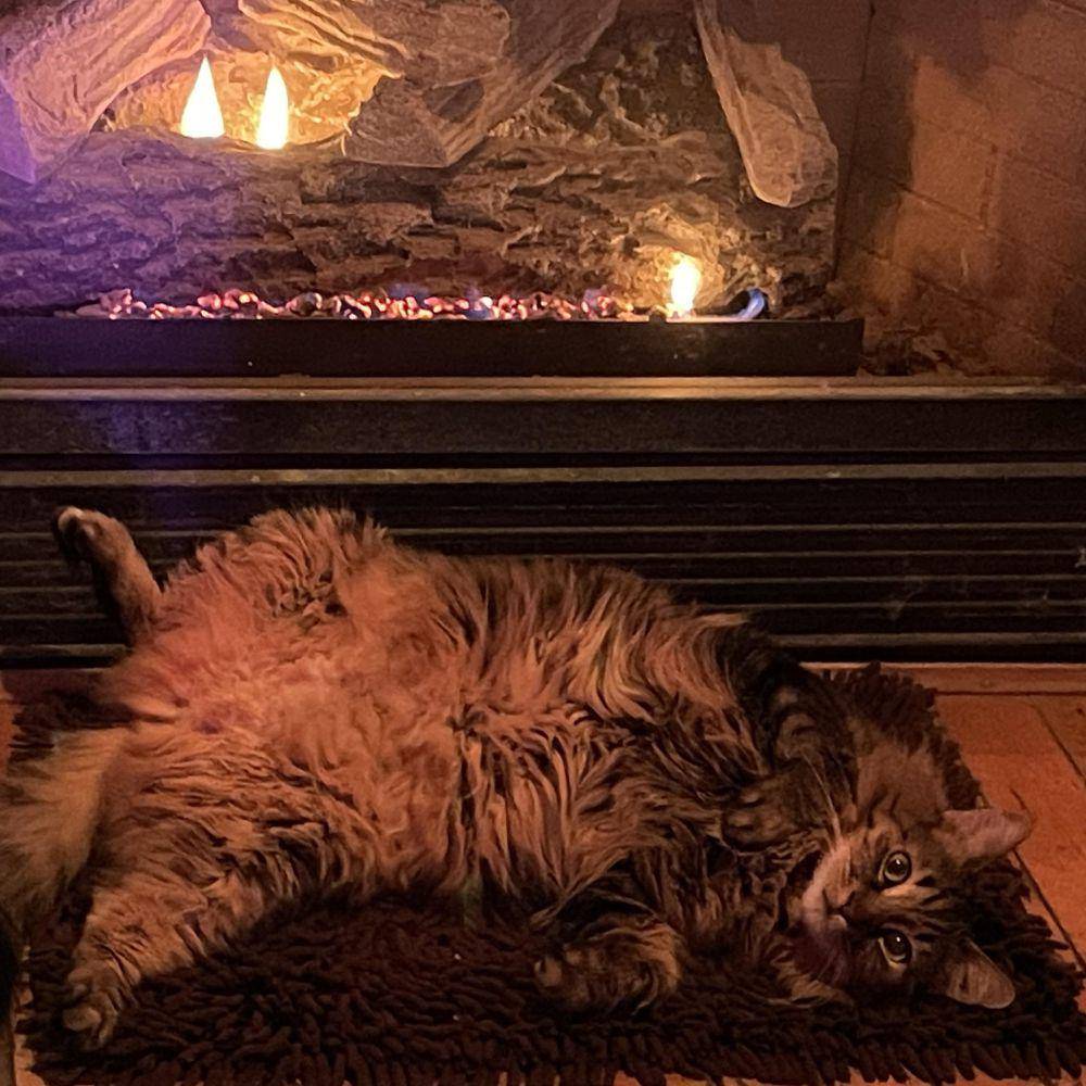 potret kucing berada di dekat api (reddit.com/user/Tdotsnowy)