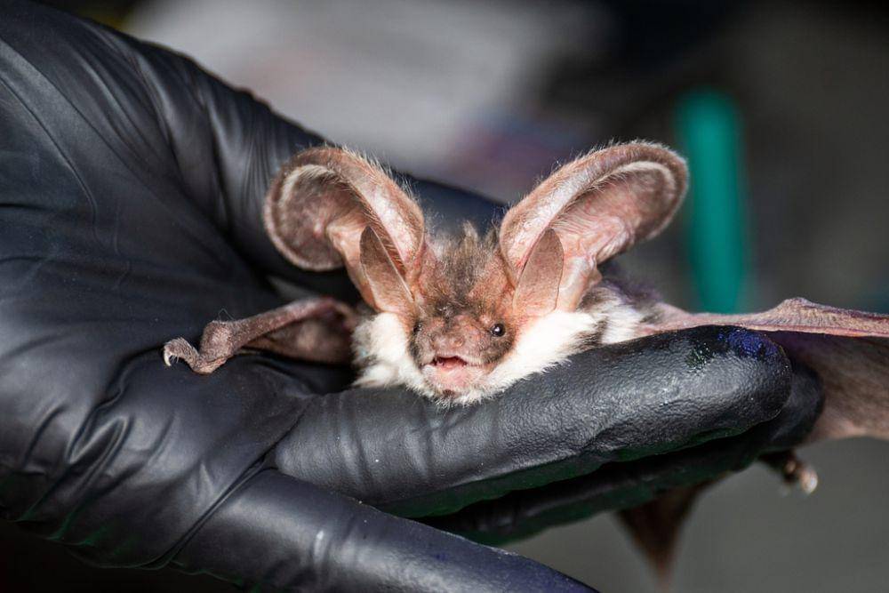 Spotted bat (inaturalist.org/Jason Headley)