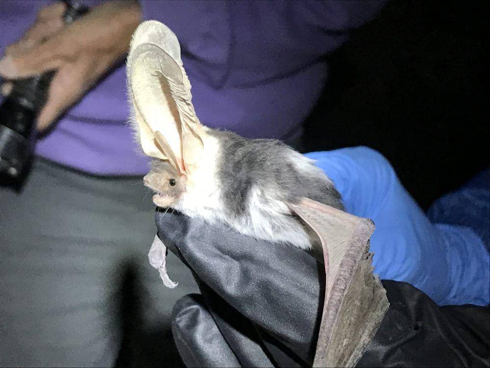 Spotted bat (inaturalist.org/Lonnie Pilkington)