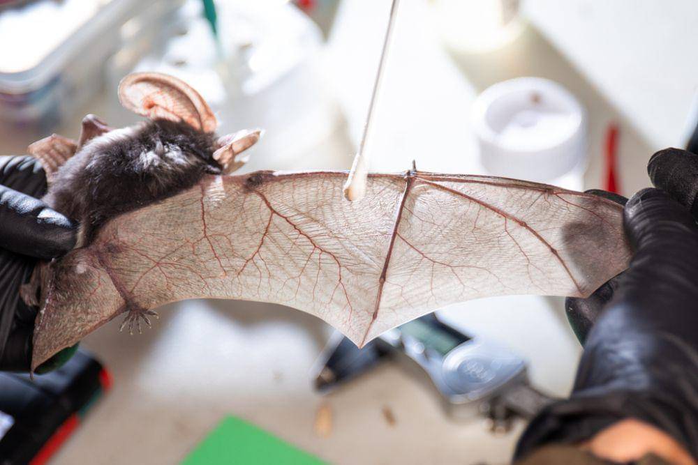 Spotted bat (inaturalist.org/Jason Headley)