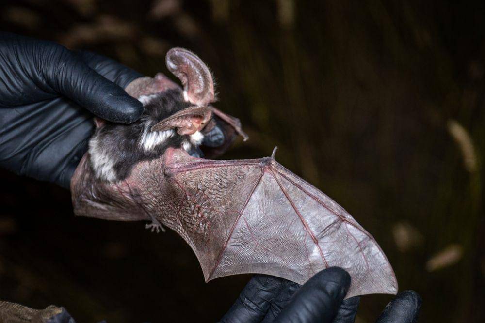 Spotted bat (inaturalist.org/Jason Headley)