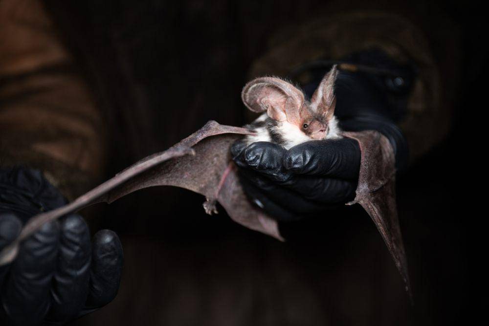 Spotted bat (inaturalist.org/Jason Headley)