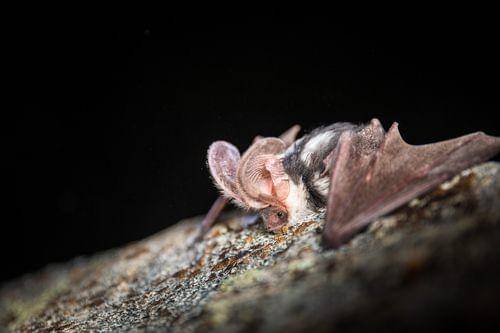 Spotted bat (inaturalist.org/Jason Headley)