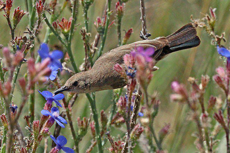 burung Palestine sunbird atau burung madu palestina betina (commons.wikimedia.org/Charles J. Sharp)