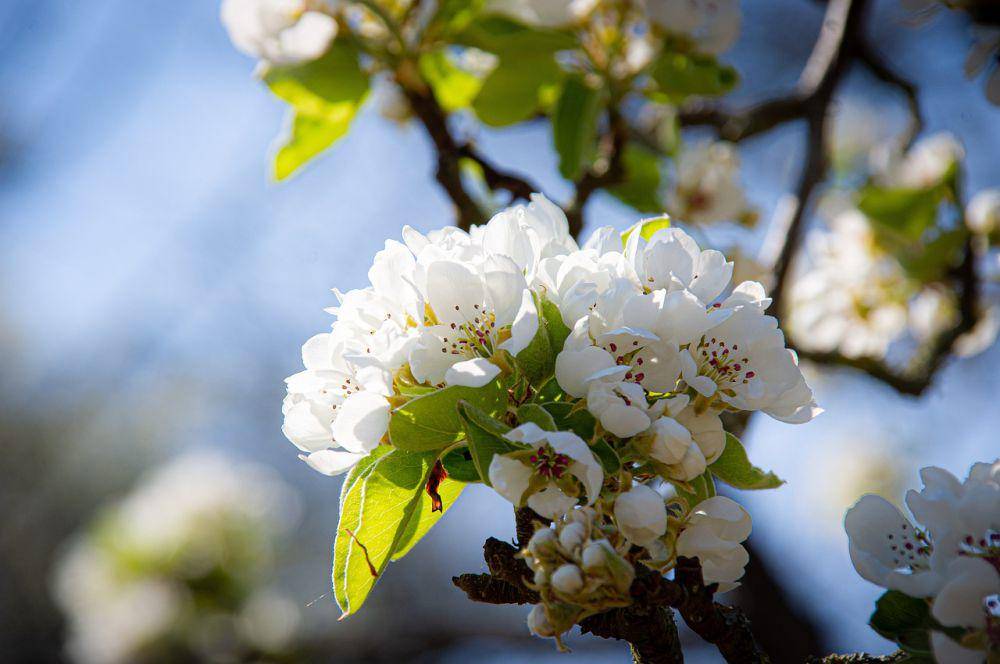 bunga tanaman hias Bradford pear (pixabay.com/jhunold)