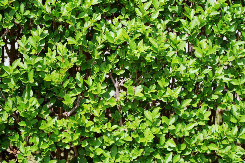 Ligustrum china (pexels.com/Anna Holodna)