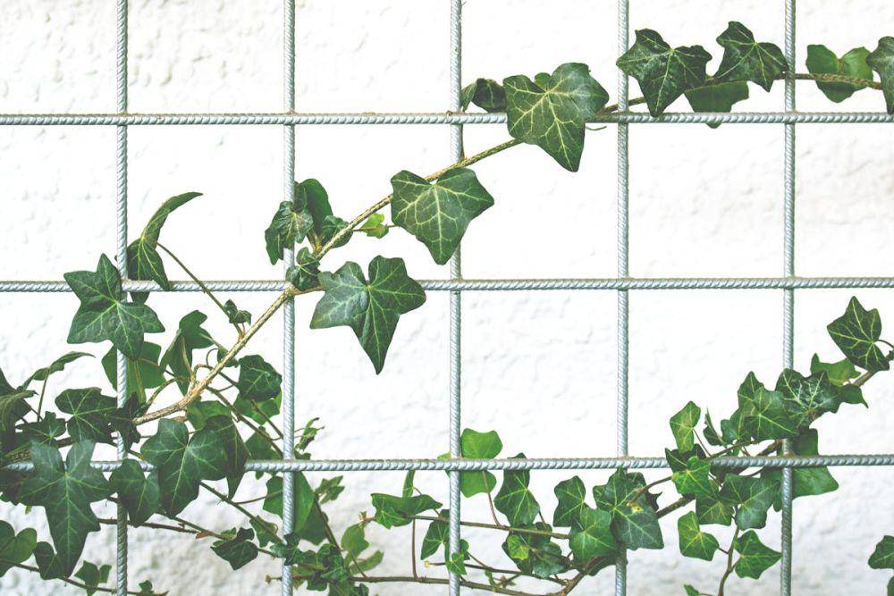 English ivy (pexels.com/ Lum3n)