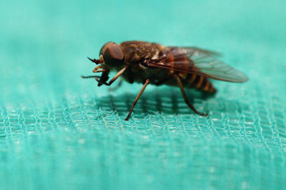 horse fly (pixabay.com/ Roland Steinmann)