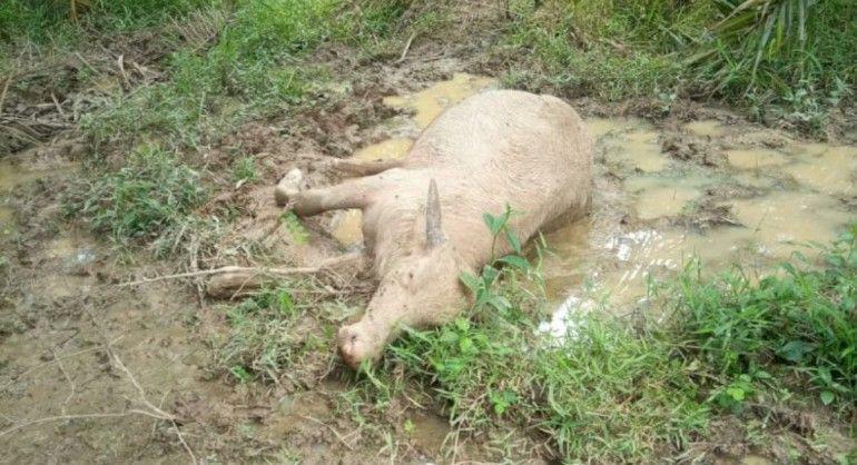 Wabah Penyakit Ngorok Menyebar ke Empat Lawang, Ratusan Kerbau Mati