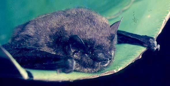 Banana bat (krugerpark.co.za/Kruger National Park)
