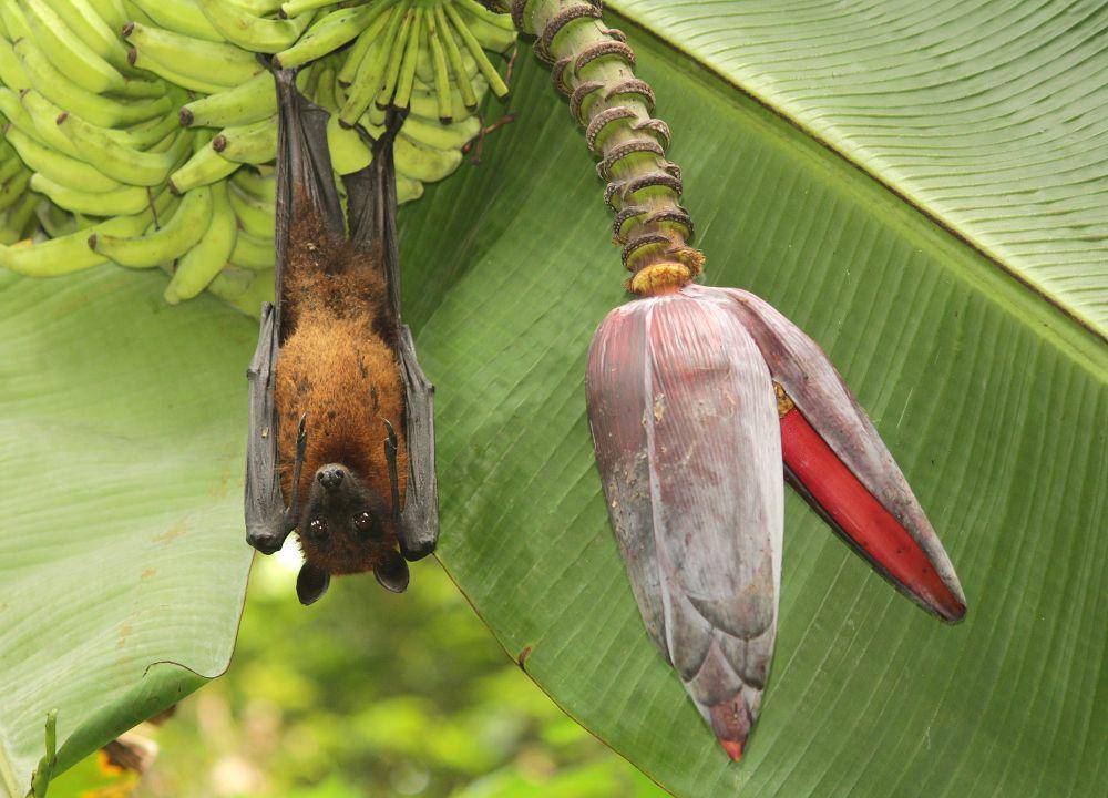 Gambar tersebut adalah greater Indian fruit bat, bukan banana bat (commons.m.wikimedia.org/Praveenp)