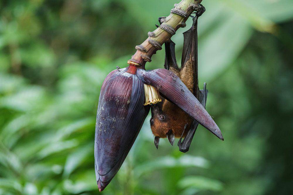 Gambar tersebut adalah greater Indian fruit bat, bukan banana bat (commons.m.wikimedia.org/Manojiritty)