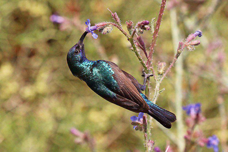 Palestine sunbird atau burung madu palestina memakan nektar. (commons.wikimedia.org/Charles J. Sharp)