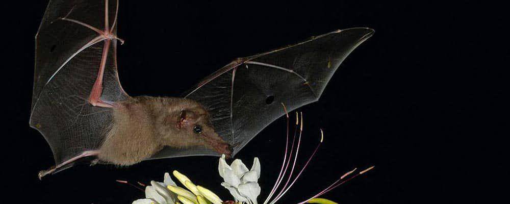 Banana bat (kurtsafari.com/Kruger National Park)