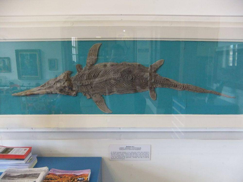 ilustrasi fosil Ichthyosaurus (commons.wikimedia.org/Rept0n1x)